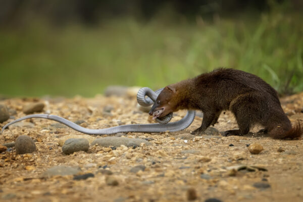 What Animals Eat Snakes: Nature’s Fearless Predators and the Balance of the Wild